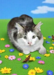 Enlarge Sporty Spice, a Adopted Domestic Short Hair in Sullivan, IN image 1/1