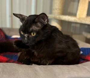Shadow, a ADOPTABLE Domestic Medium Hair in Lead, SD image 2/4