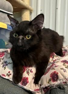 Shadow, a ADOPTABLE Domestic Medium Hair in Lead, SD image 4/4