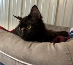 Shadow, a ADOPTABLE Domestic Medium Hair in Lead, SD image 1/4