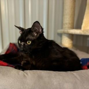 Shadow, a ADOPTABLE Domestic Medium Hair in Lead, SD image 3/4