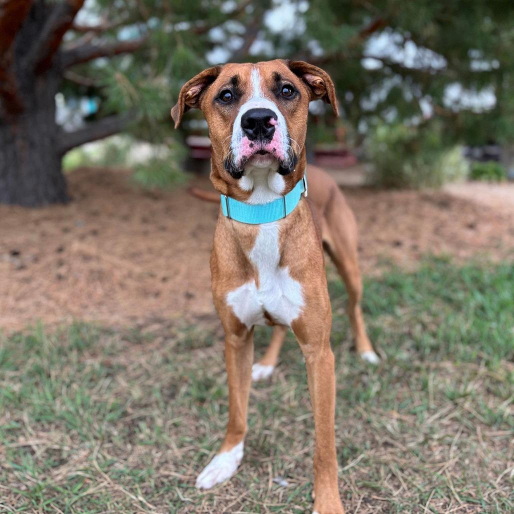 Enlarge Portland--In Foster, a Adoptable mixed breed in Fargo, ND image 1/1
