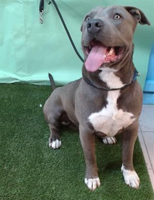 Enlarge BLUE, a Adoptable Pit Bull Terrier in Gardena, CA image 2/2