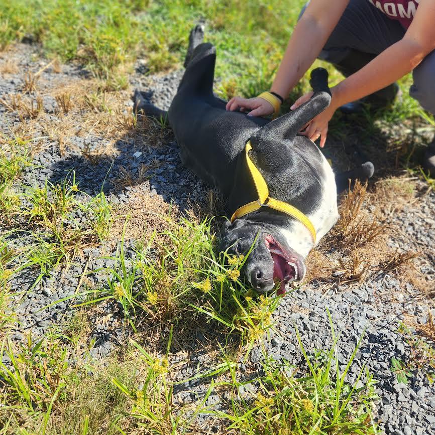 Bones, Adoptable, Young Female Black Labrador Retriever.