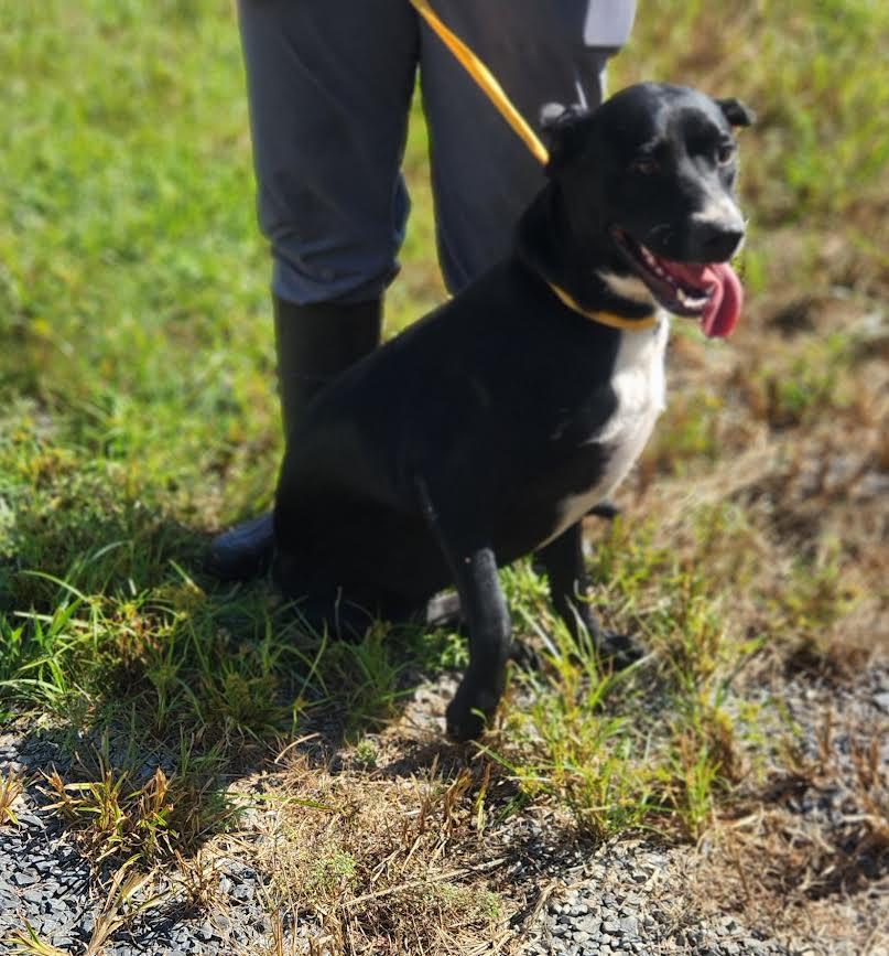 Bones, a Adoptable mixed breed in Marshall, AR image 2/5