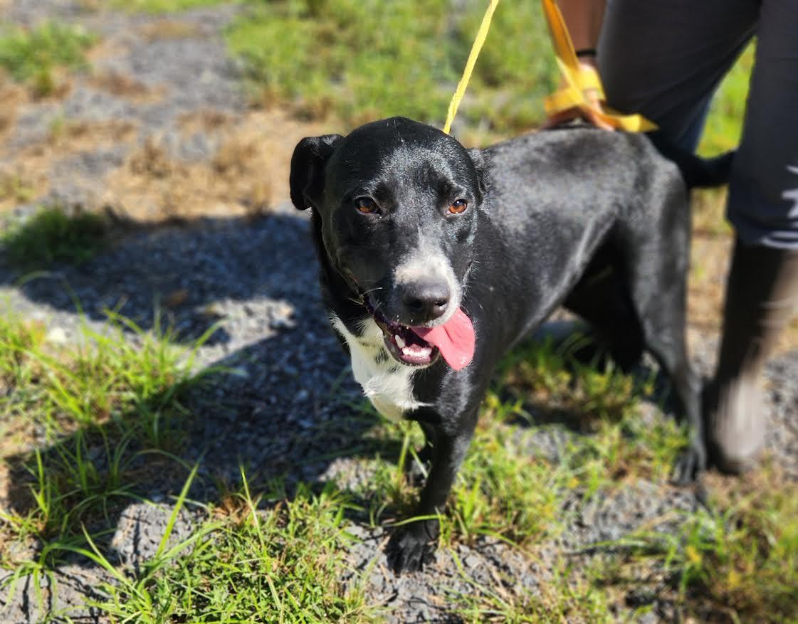 Bones, a Adoptable mixed breed in Marshall, AR image 4/5