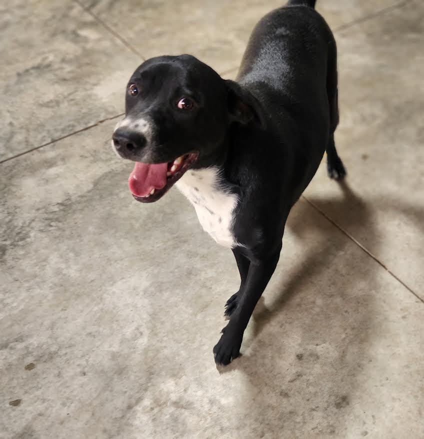 Bones, a Adoptable mixed breed in Marshall, AR image 5/5