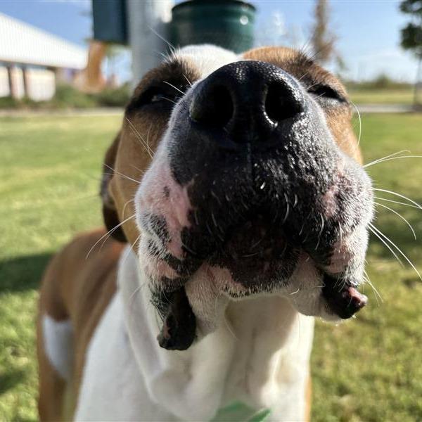 Bella, Adoptable, Adult Female Mixed Breed.
