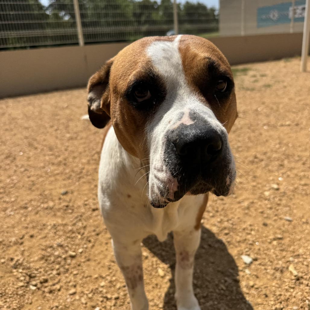 Bella, a Adoptable Mixed Breed in Bentonville, AR image 2/6