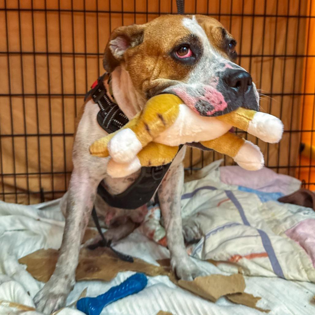 Enlarge Bella, a Adoptable Mixed Breed in Bentonville, AR image 3/6
