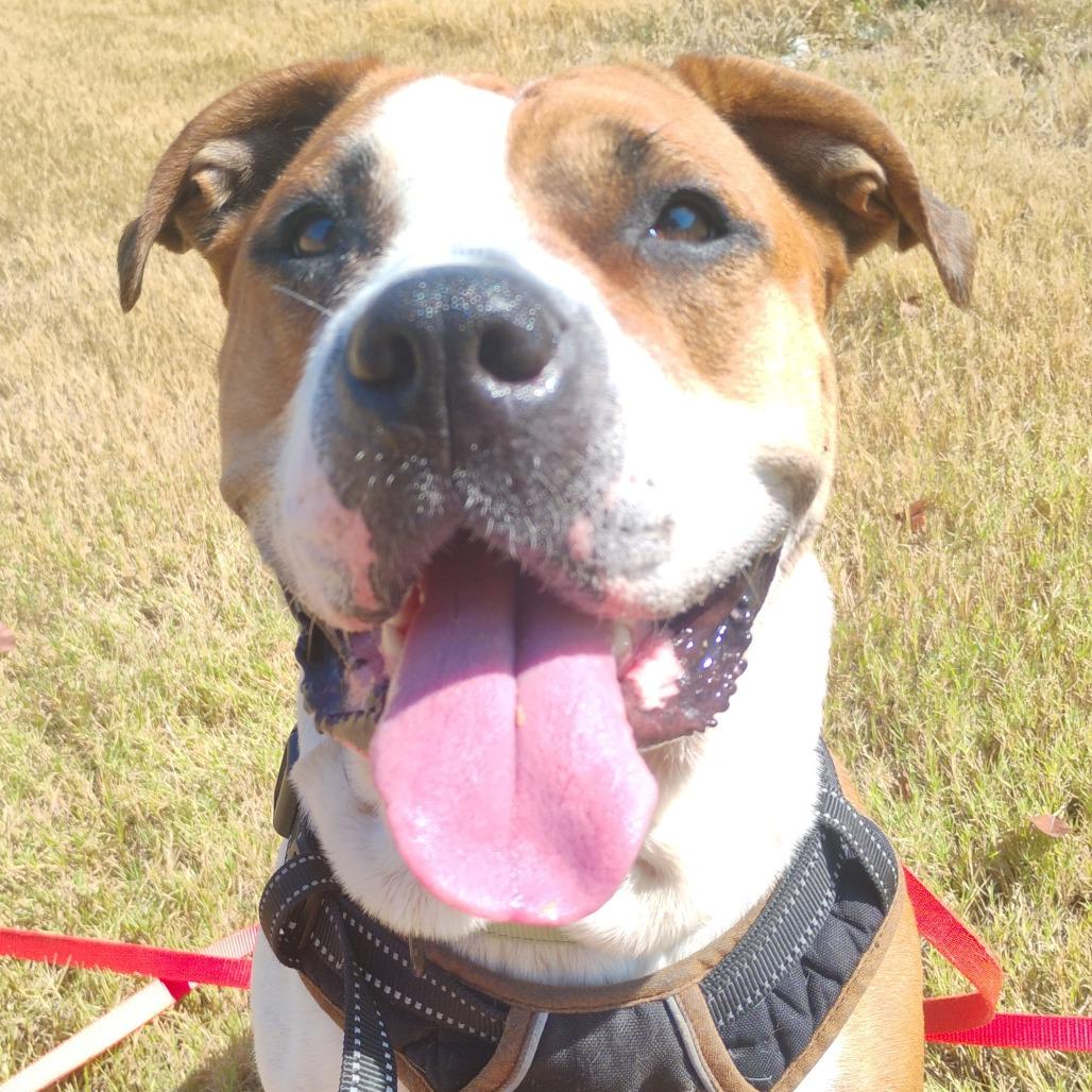 Bella, a Adoptable Mixed Breed in Bentonville, AR image 4/6
