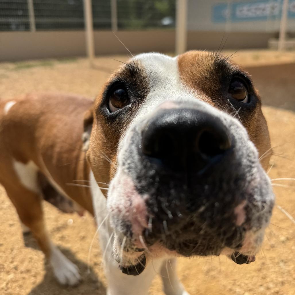 Bella, a Adoptable Mixed Breed in Bentonville, AR image 4/6