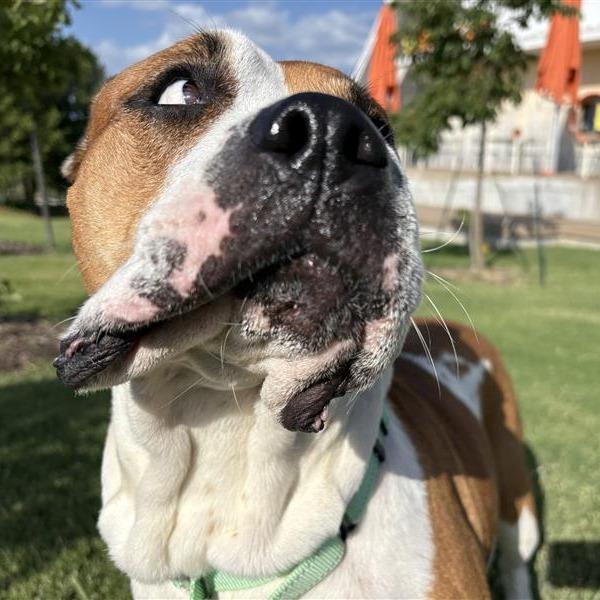 Bella, a Adoptable Mixed Breed in Bentonville, AR image 5/6