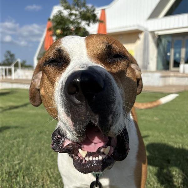 Bella, a Adoptable Mixed Breed in Bentonville, AR image 6/6
