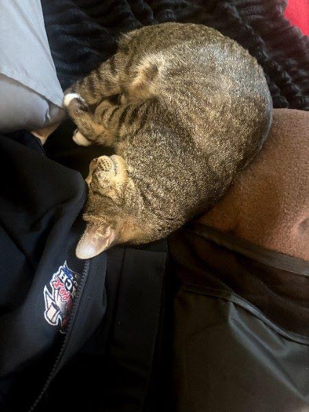 Enlarge Eloise , an adopted Domestic Short Hair in Duluth, GA image 3/5