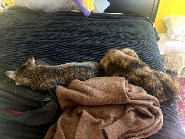 Enlarge Eloise , an adopted Domestic Short Hair in Duluth, GA image 4/5