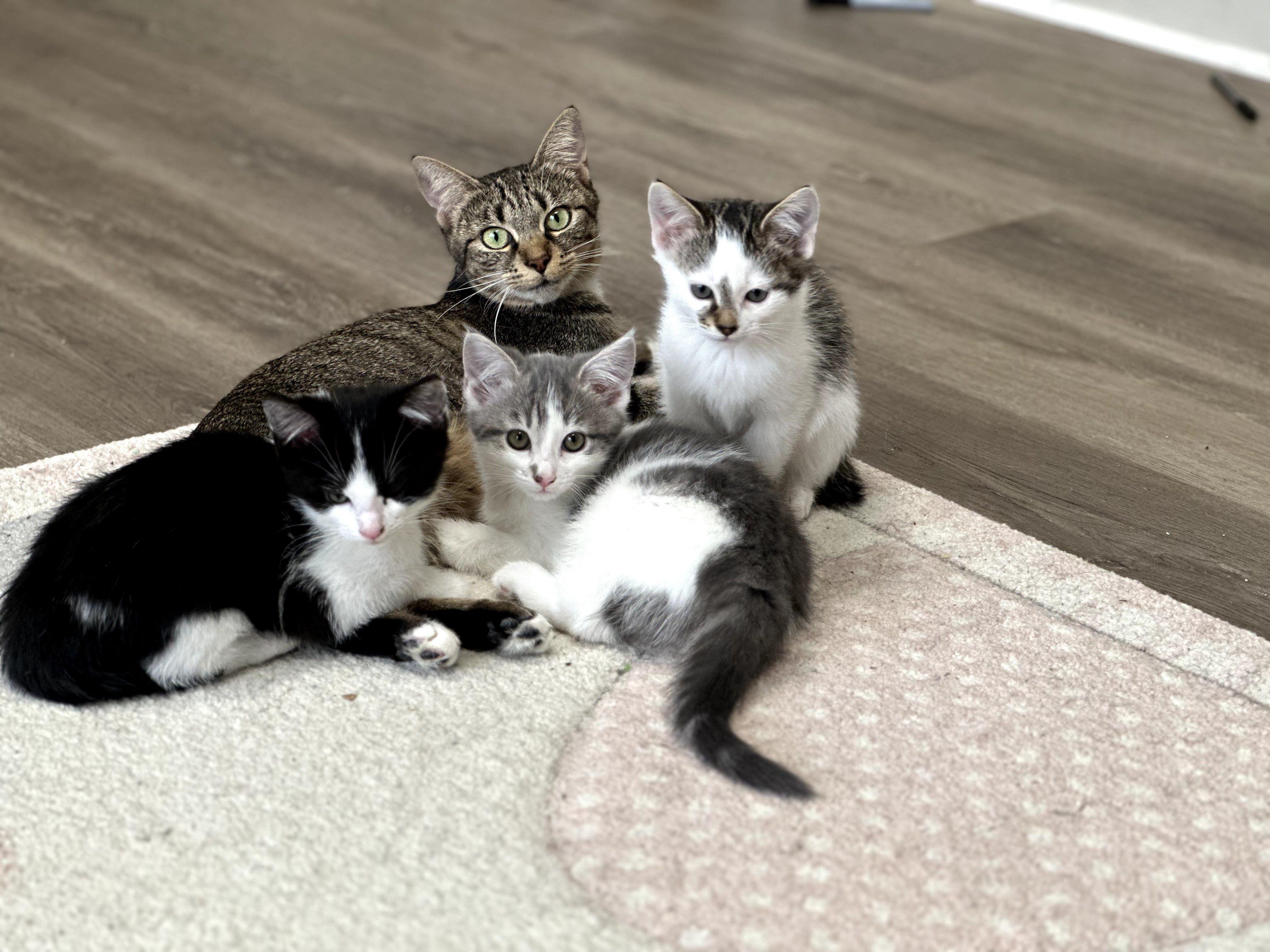 Enlarge Eloise , an adopted Domestic Short Hair in Duluth, GA image 5/5