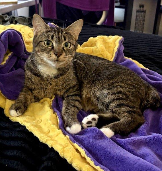 Eloise , adopted, Adult Female Domestic Short Hair.