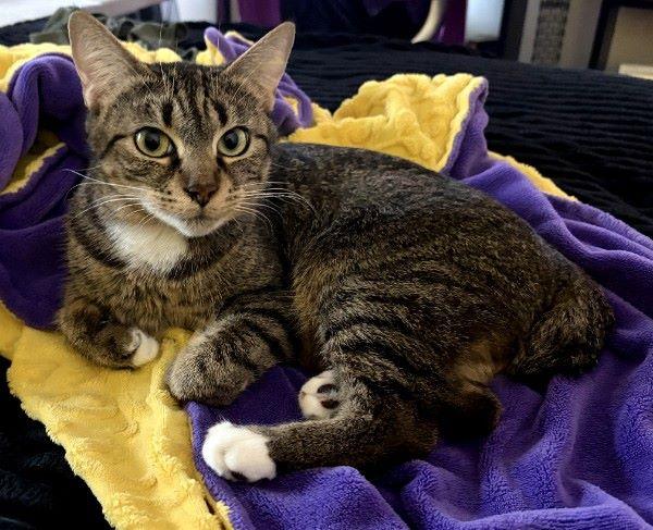 Enlarge Eloise , an adopted Domestic Short Hair in Duluth, GA image 2/5