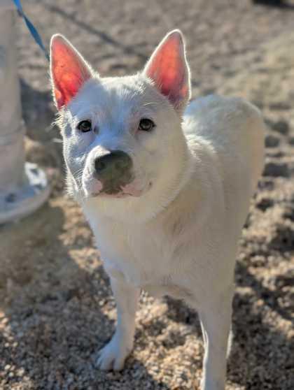 Enlarge Frozone, a Adoptable mixed breed in Gray, LA image 1/2