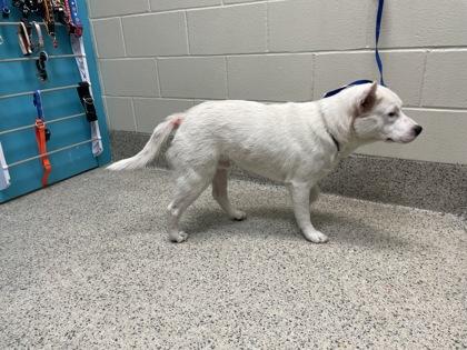 Enlarge Frozone, a Adoptable mixed breed in Gray, LA image 2/2