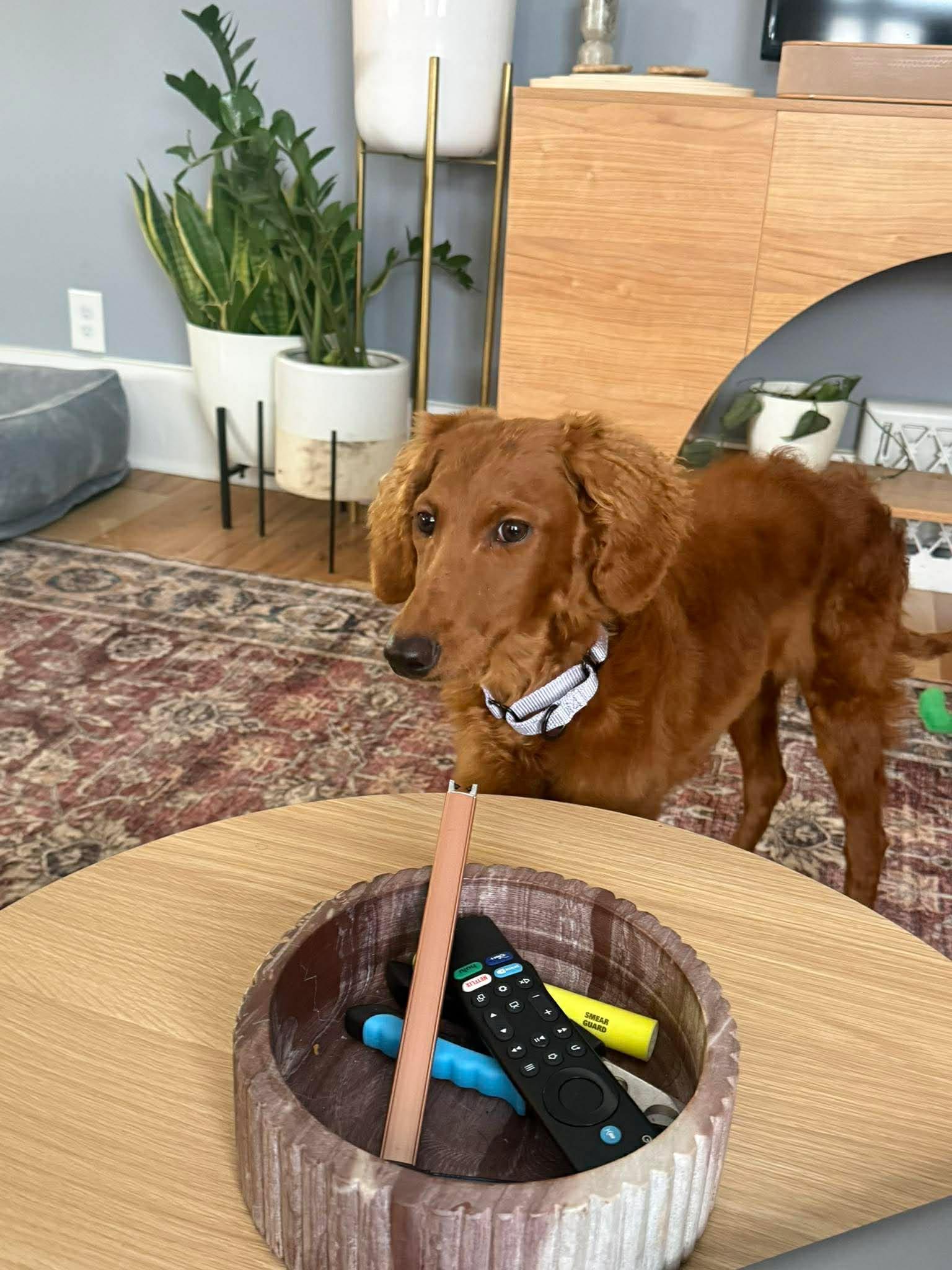 Enlarge HONEY   $425, a ADOPTABLE mixed breed in Milwaukee, WI image 4/4