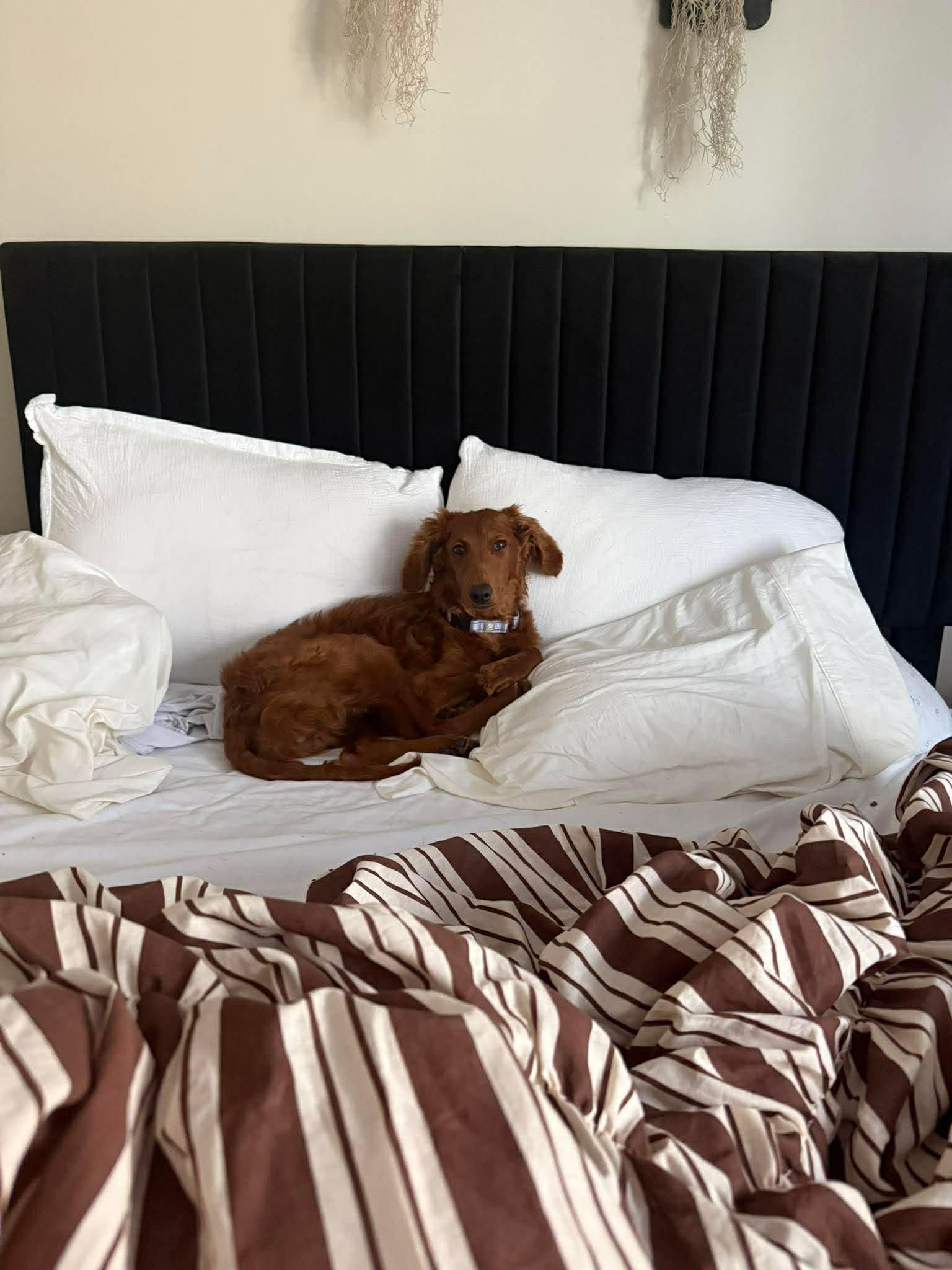 Enlarge HONEY   $425, a ADOPTABLE mixed breed in Milwaukee, WI image 3/4