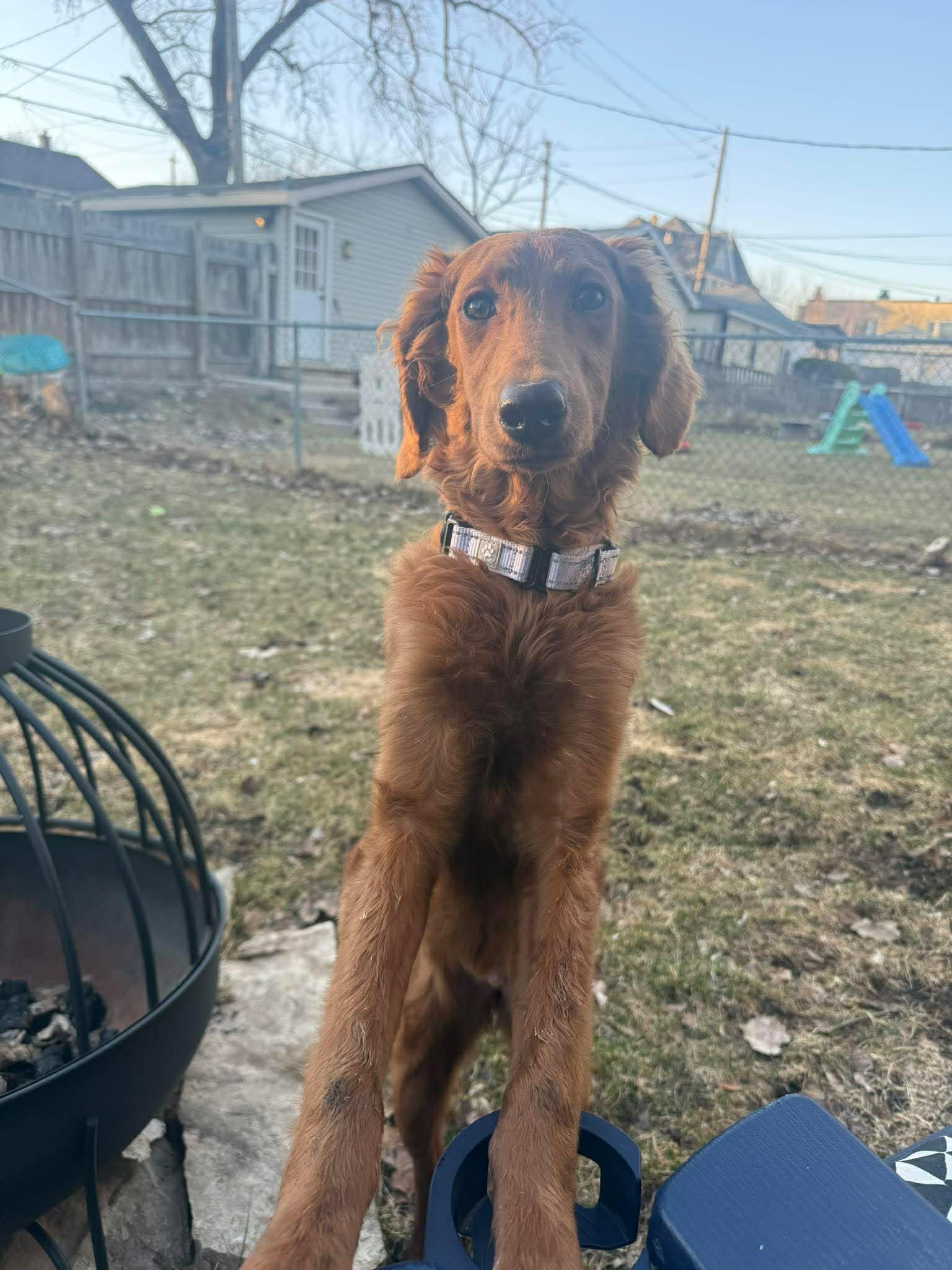 Enlarge HONEY   $425, a ADOPTABLE mixed breed in Milwaukee, WI image 2/4