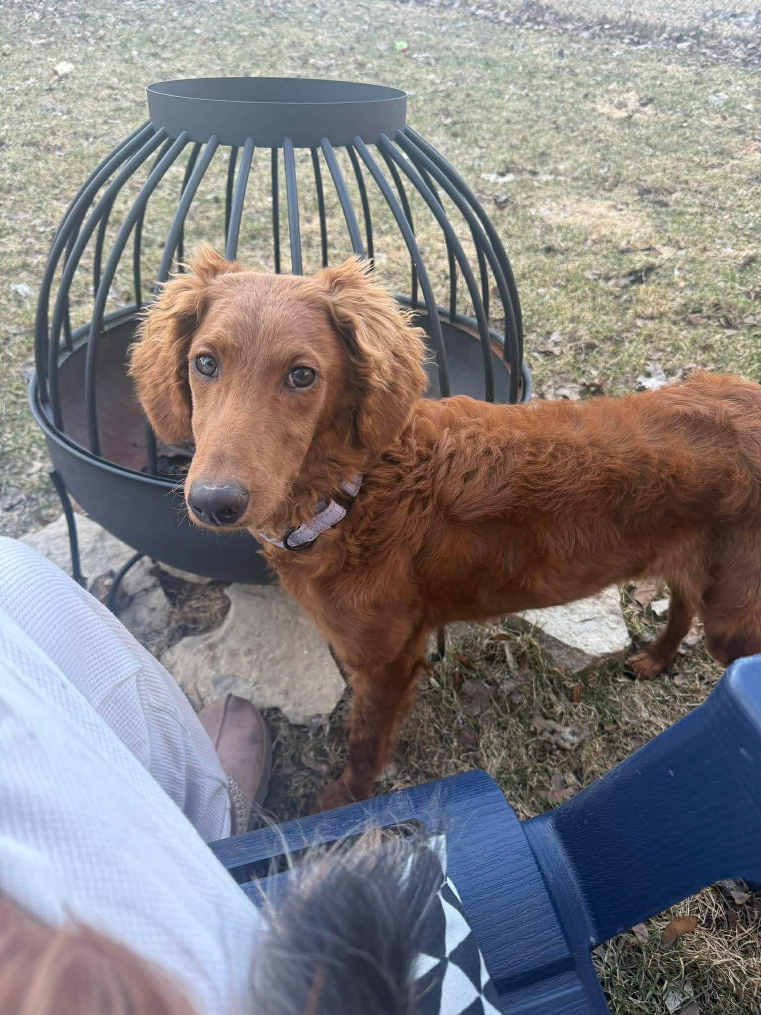 Enlarge HONEY   $425, a ADOPTABLE mixed breed in Milwaukee, WI image 1/4