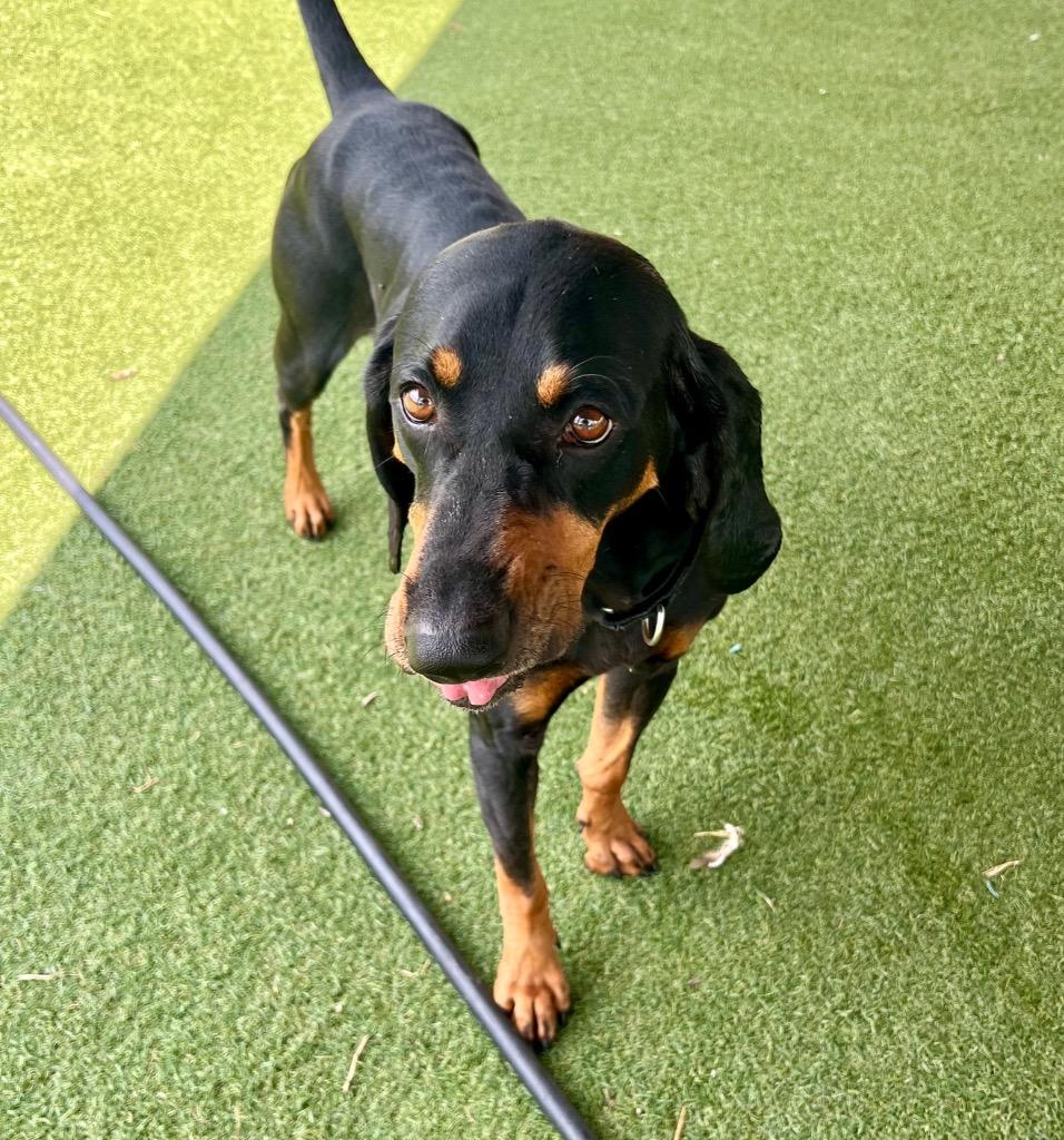 Enlarge Harley, a Adoptable Black and Tan Coonhound in Columbia, IL image 1/4