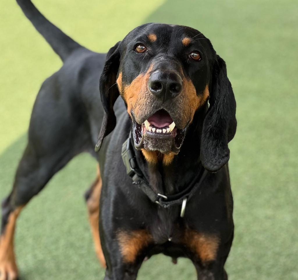 Enlarge Harley, a Adoptable Black and Tan Coonhound in Columbia, IL image 2/4