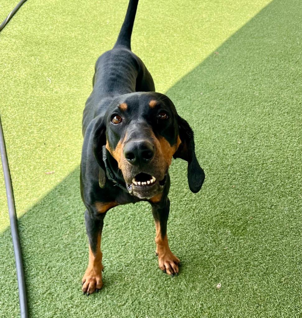 Enlarge Harley, a Adoptable Black and Tan Coonhound in Columbia, IL image 3/4