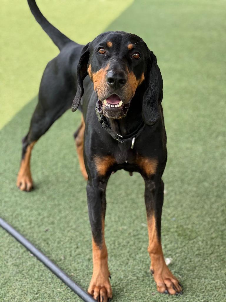 Enlarge Harley, a Adoptable Black and Tan Coonhound in Columbia, IL image 4/4