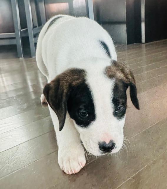 Titus, an adoptable Mastiff in Edmonton, AB, T5B 2B7 | Photo Image 3