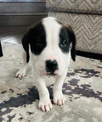 Titus, Adoptable, Puppy Male Mastiff.