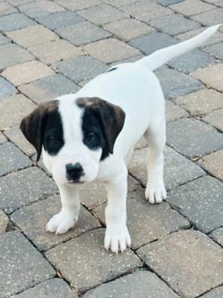 Enlarge Titus, a Adoptable mixed breed in Edmonton, AB image 2/3