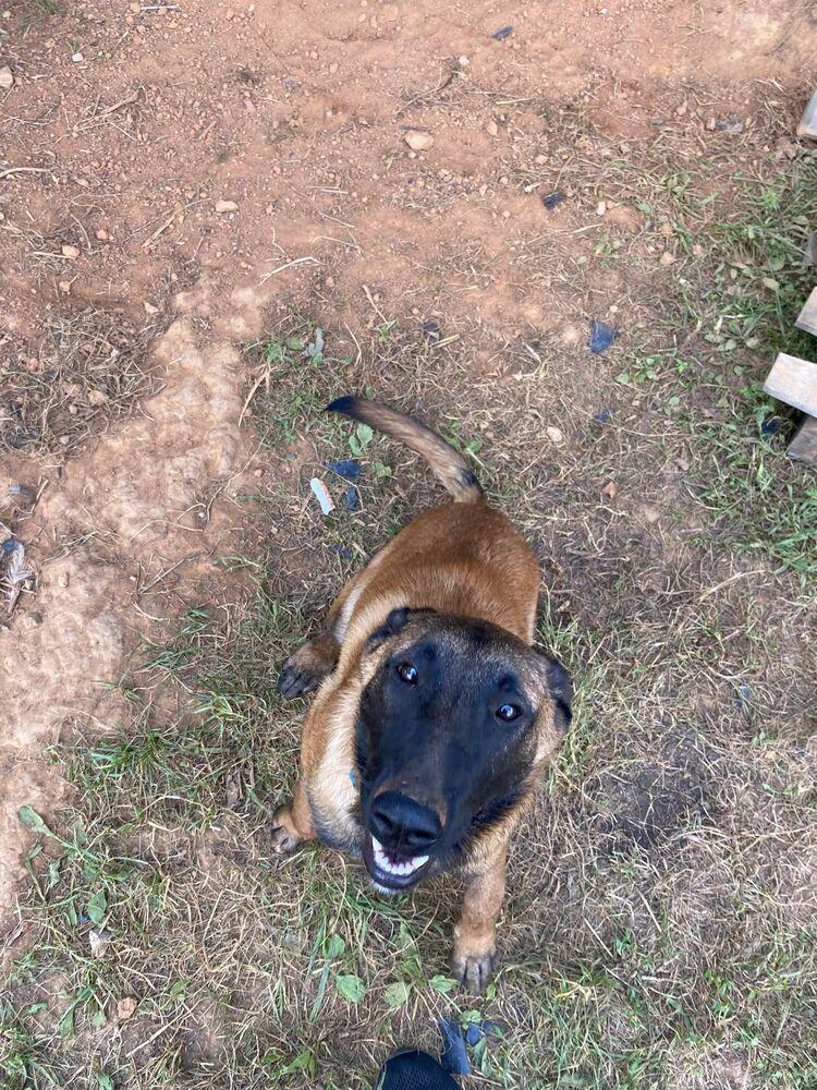 Zoe - Located in Kentucky, Adopted, Young Female Belgian Shepherd / Malinois.
