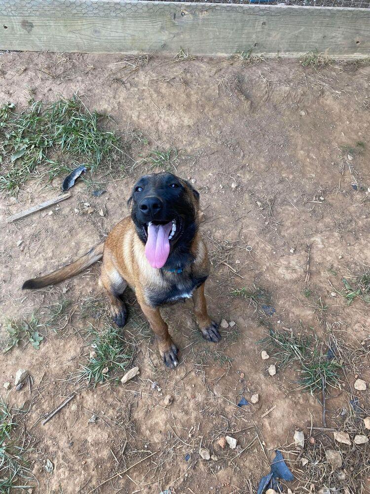 Enlarge Zoe - Located in Kentucky, a Adopted Belgian Shepherd / Malinois in Imlay City, MI image 2/3