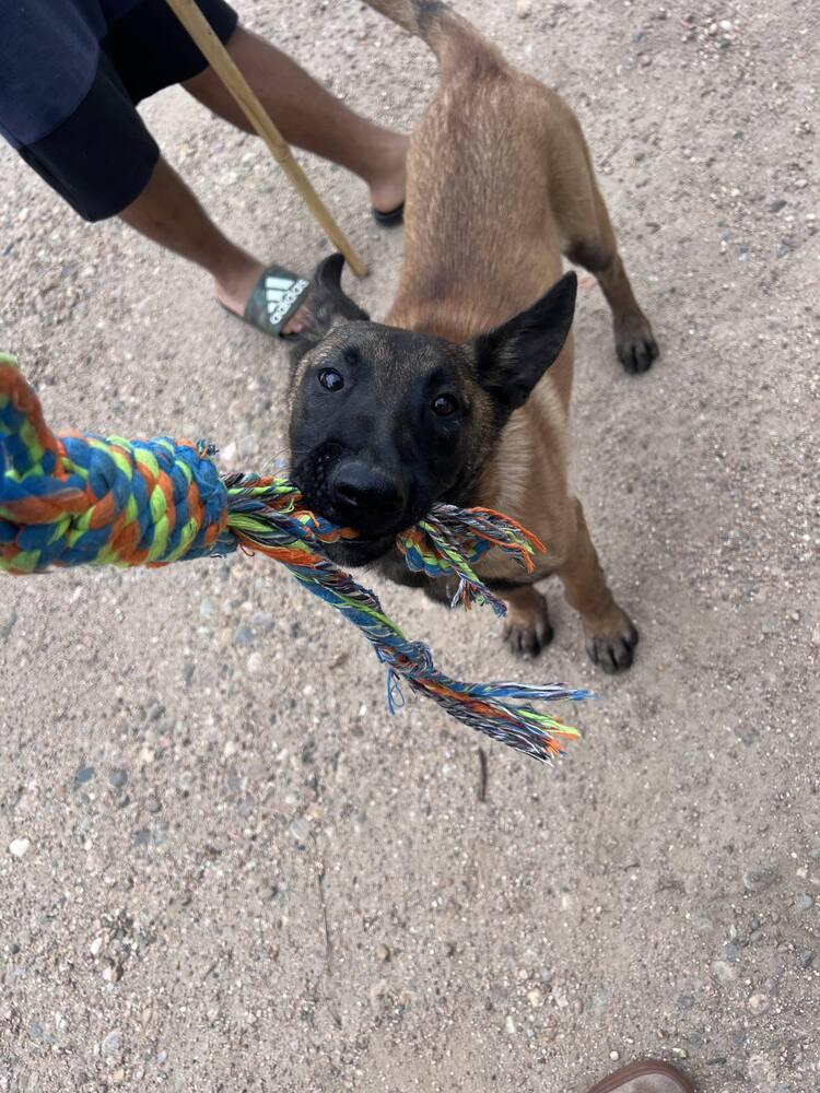 Enlarge Zoe - Located in Kentucky, a Adopted Belgian Shepherd / Malinois in Imlay City, MI image 3/3