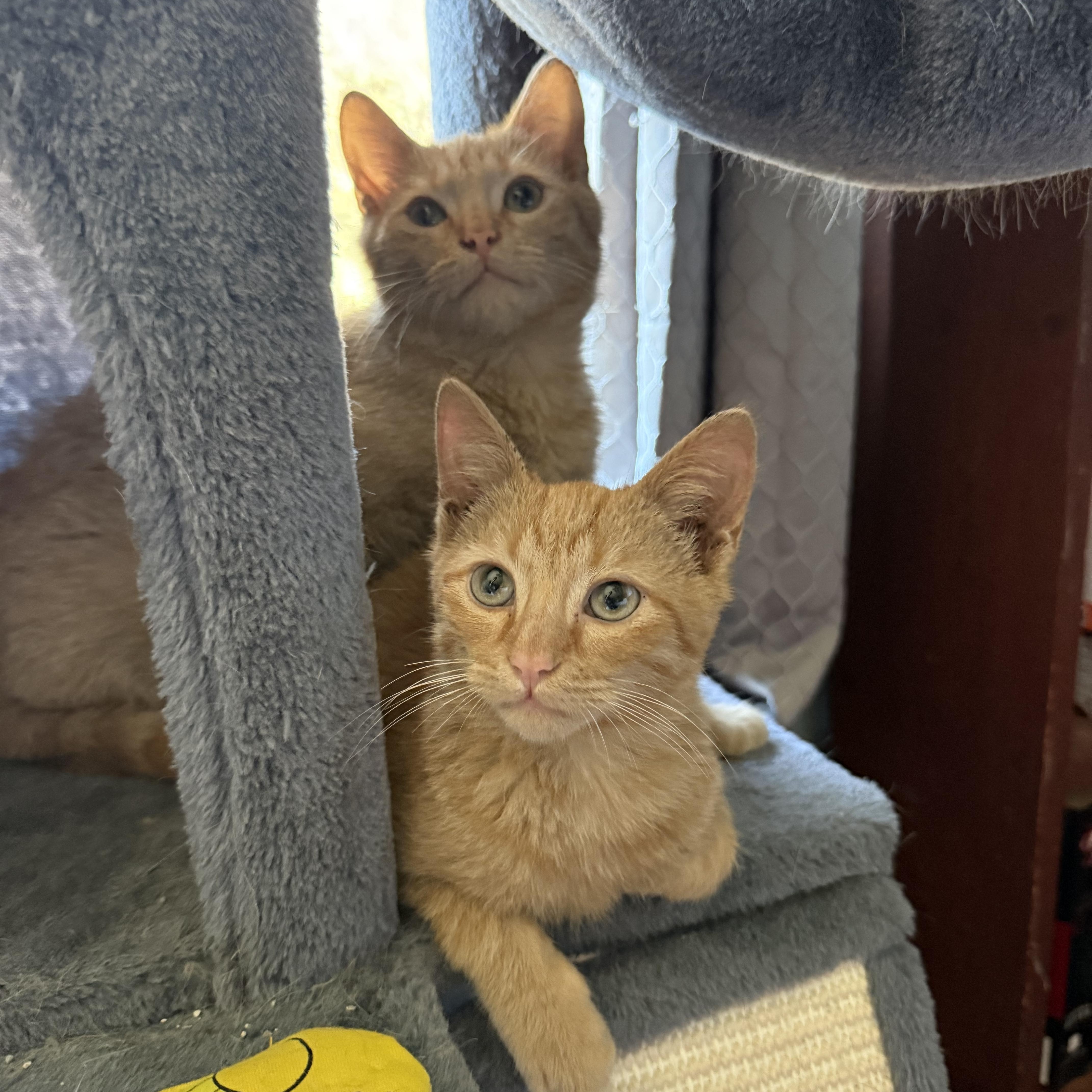 Enlarge FORGE , an adopted mixed breed in Southbridge , MA image 6/6