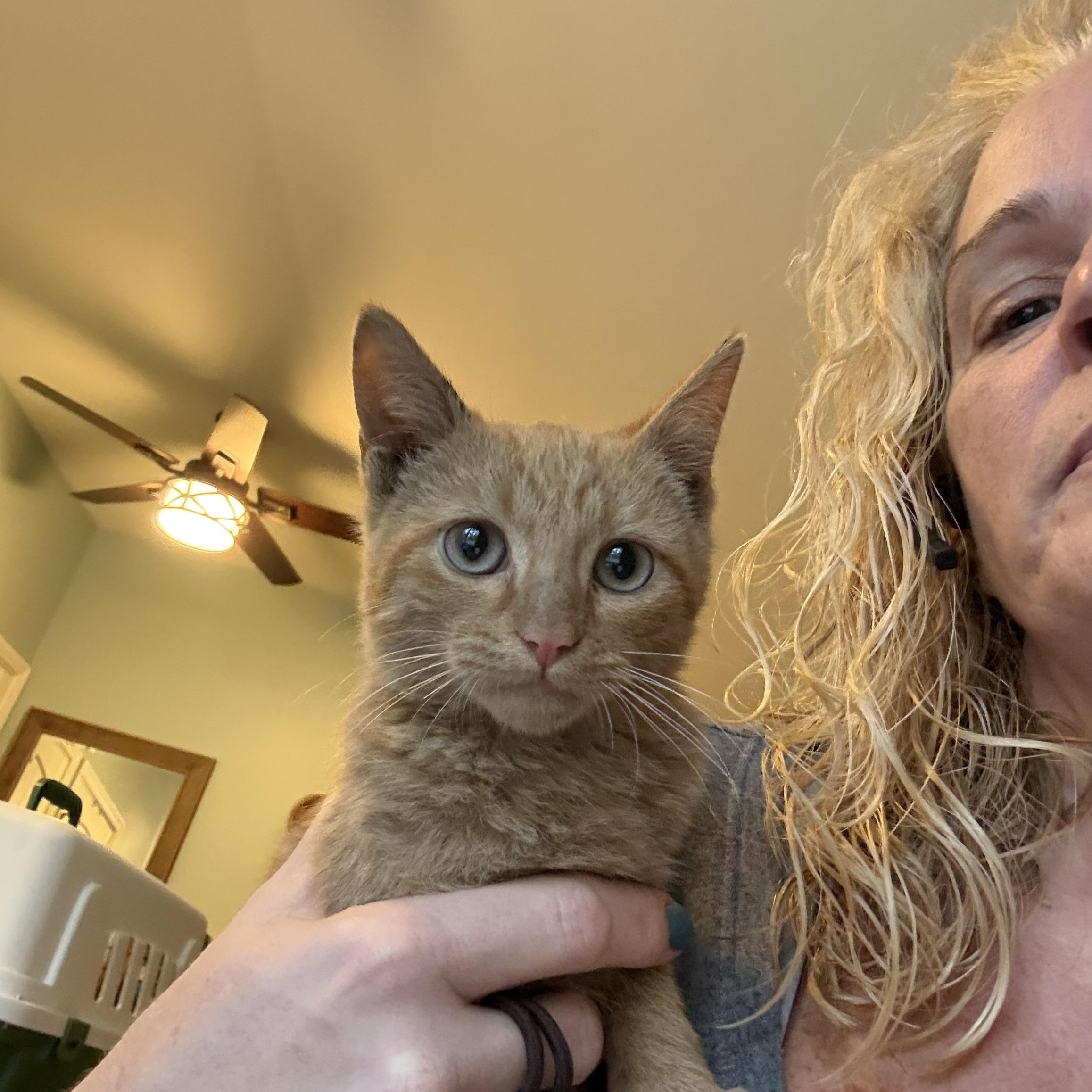 FORGE , adopted, Kitten Male American Shorthair.