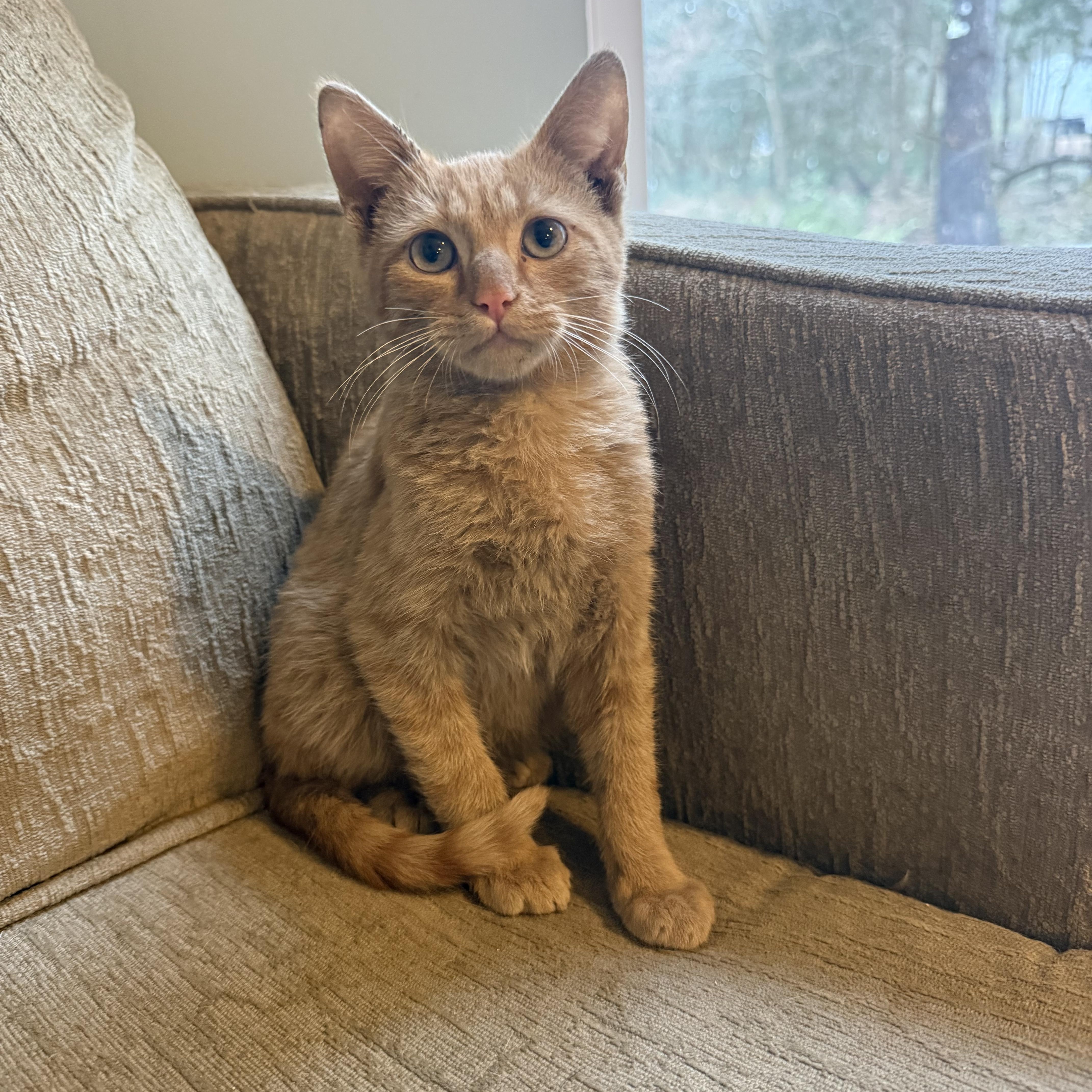 Enlarge FORGE , an adopted mixed breed in Southbridge , MA image 2/6