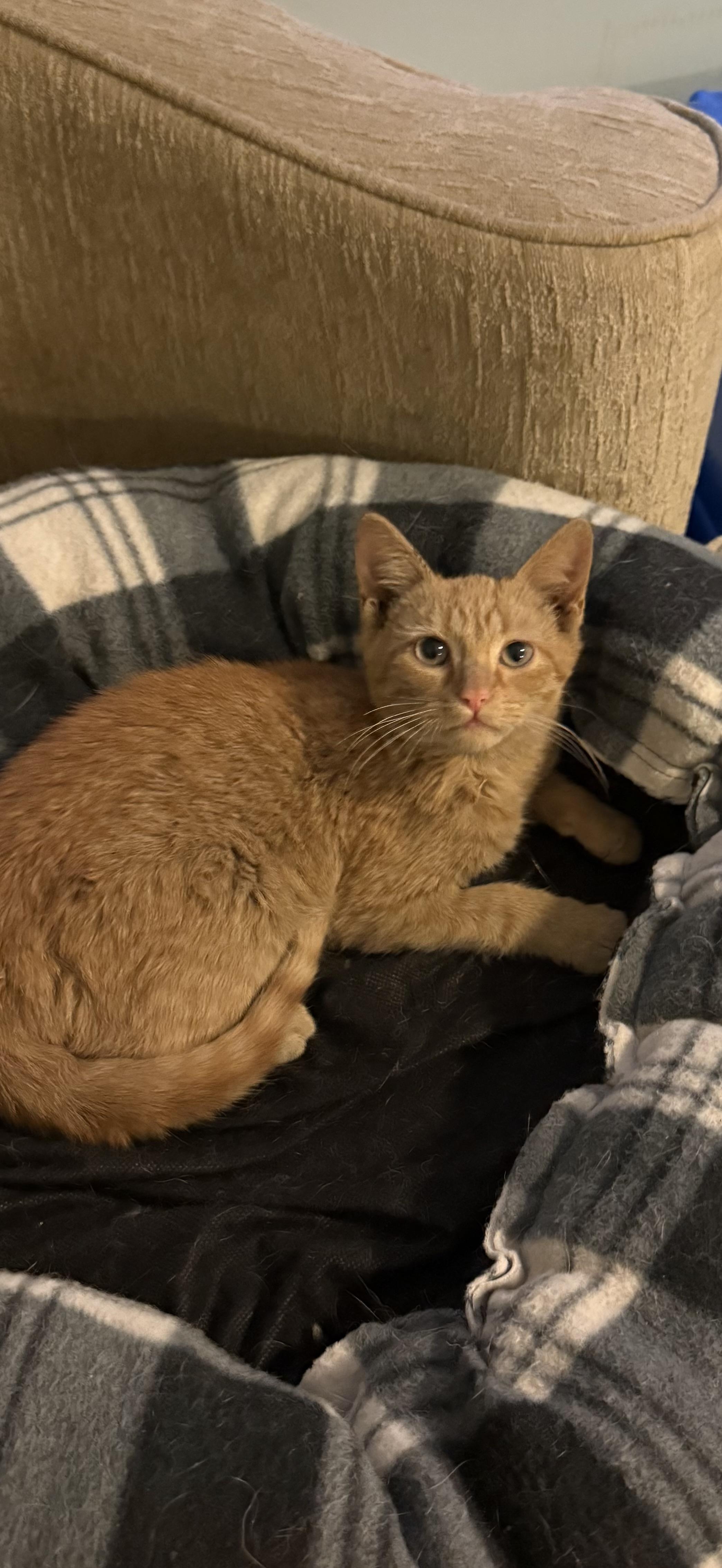 Enlarge FORGE , an adopted mixed breed in Southbridge , MA image 3/6