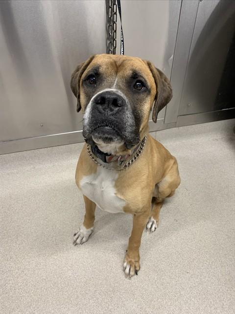 DIESEL, Adoptable, Adult Male Boxer & Labrador Retriever.