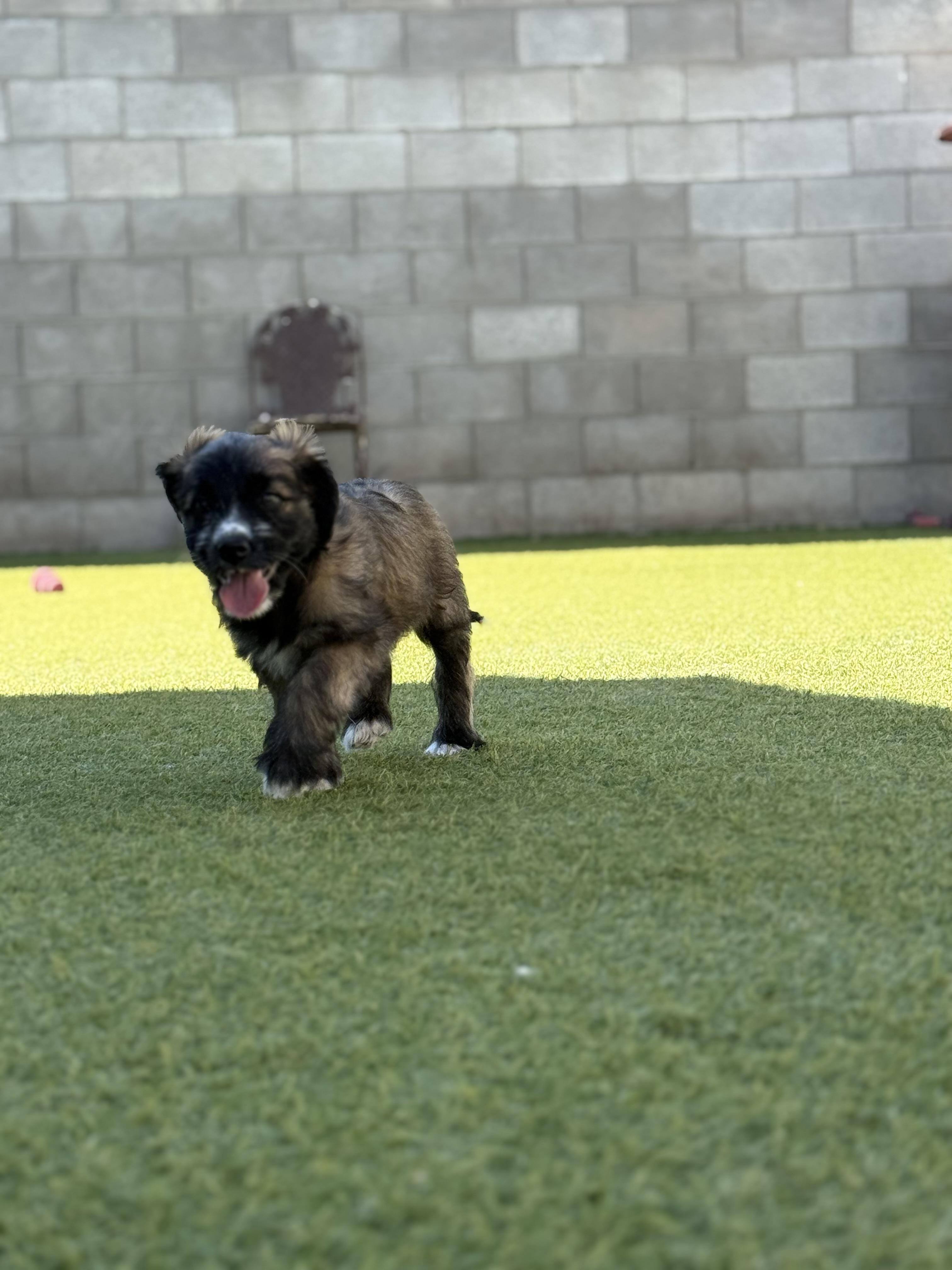 Lulu, Adopted, Young Female Terrier & Australian Cattle Dog / Blue Heeler.
