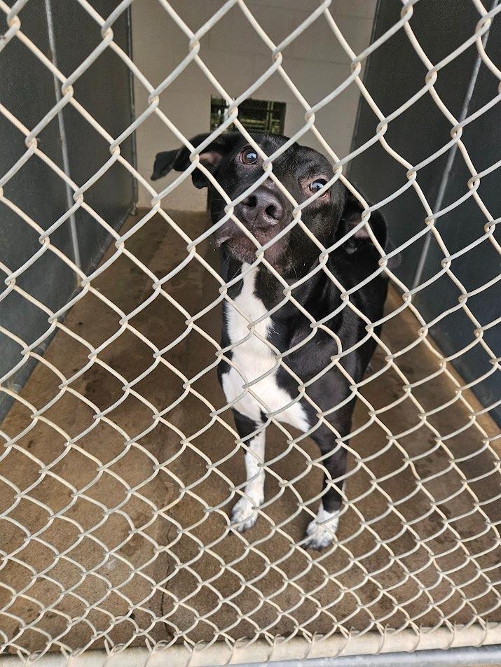 Nani, Adoptable, Adult Female Pit Bull Terrier & Labrador Retriever.