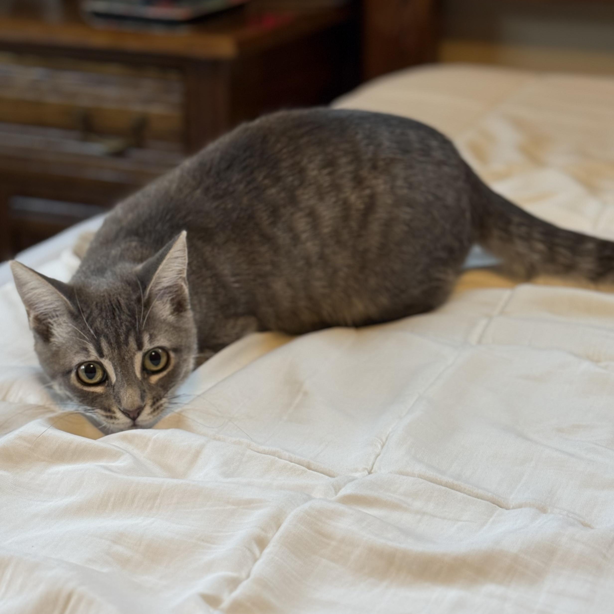 Enlarge Paper, an adopted Tabby in Pasco, WA image 6/6