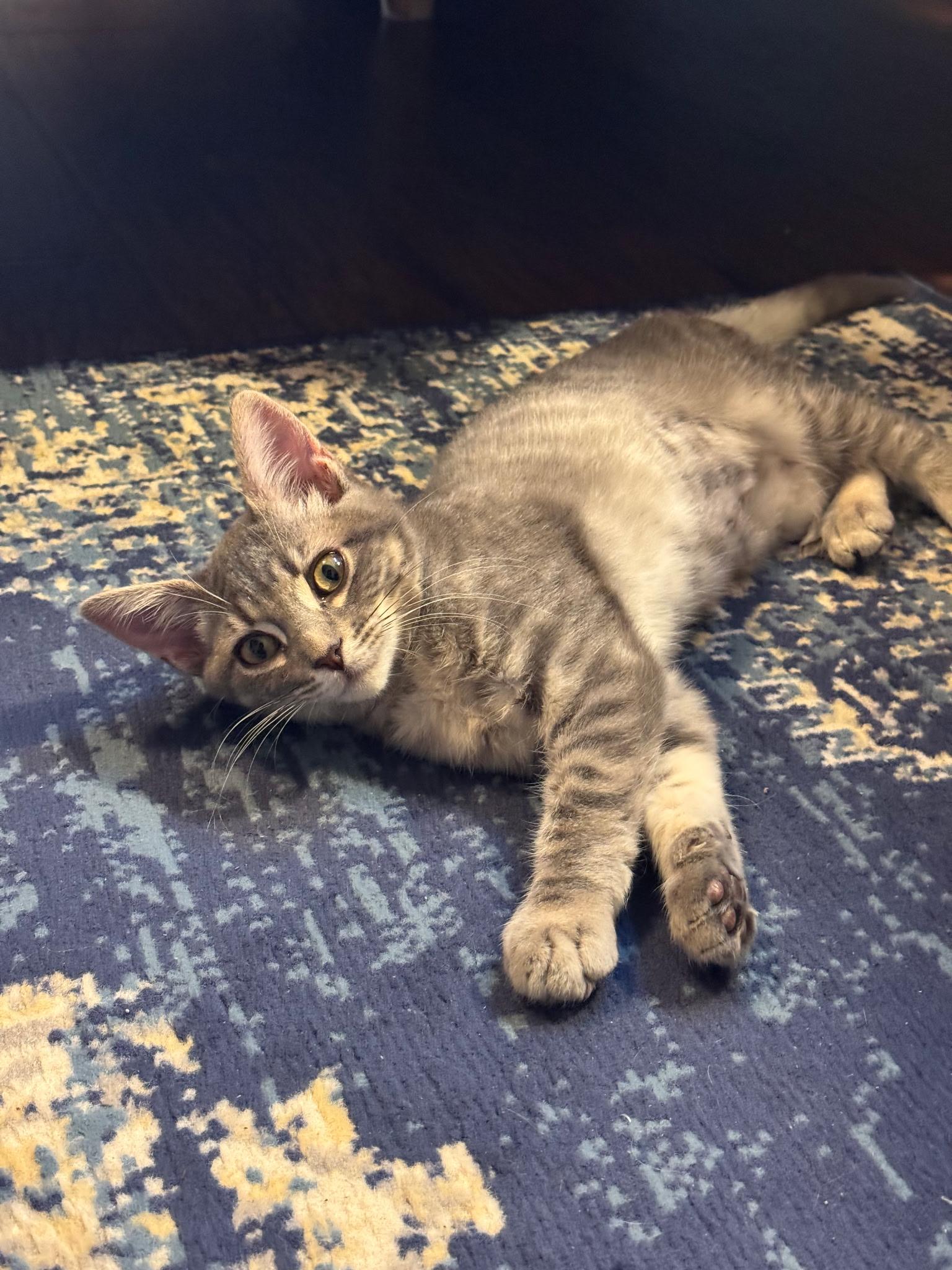 Paper, Adoptable, Kitten Female Tabby.