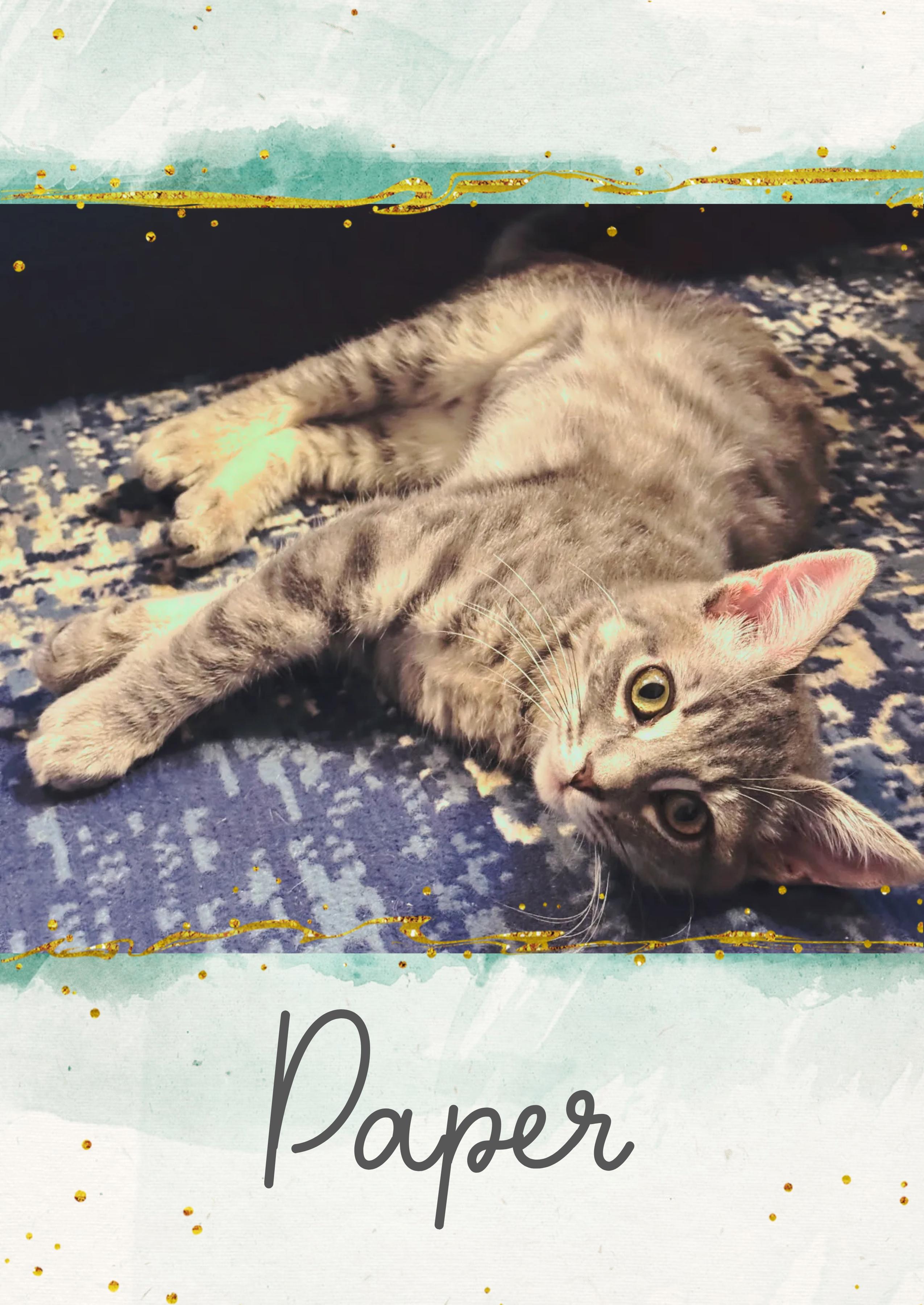 Enlarge Paper, a Adoptable Tabby in Pasco, WA image 2/4