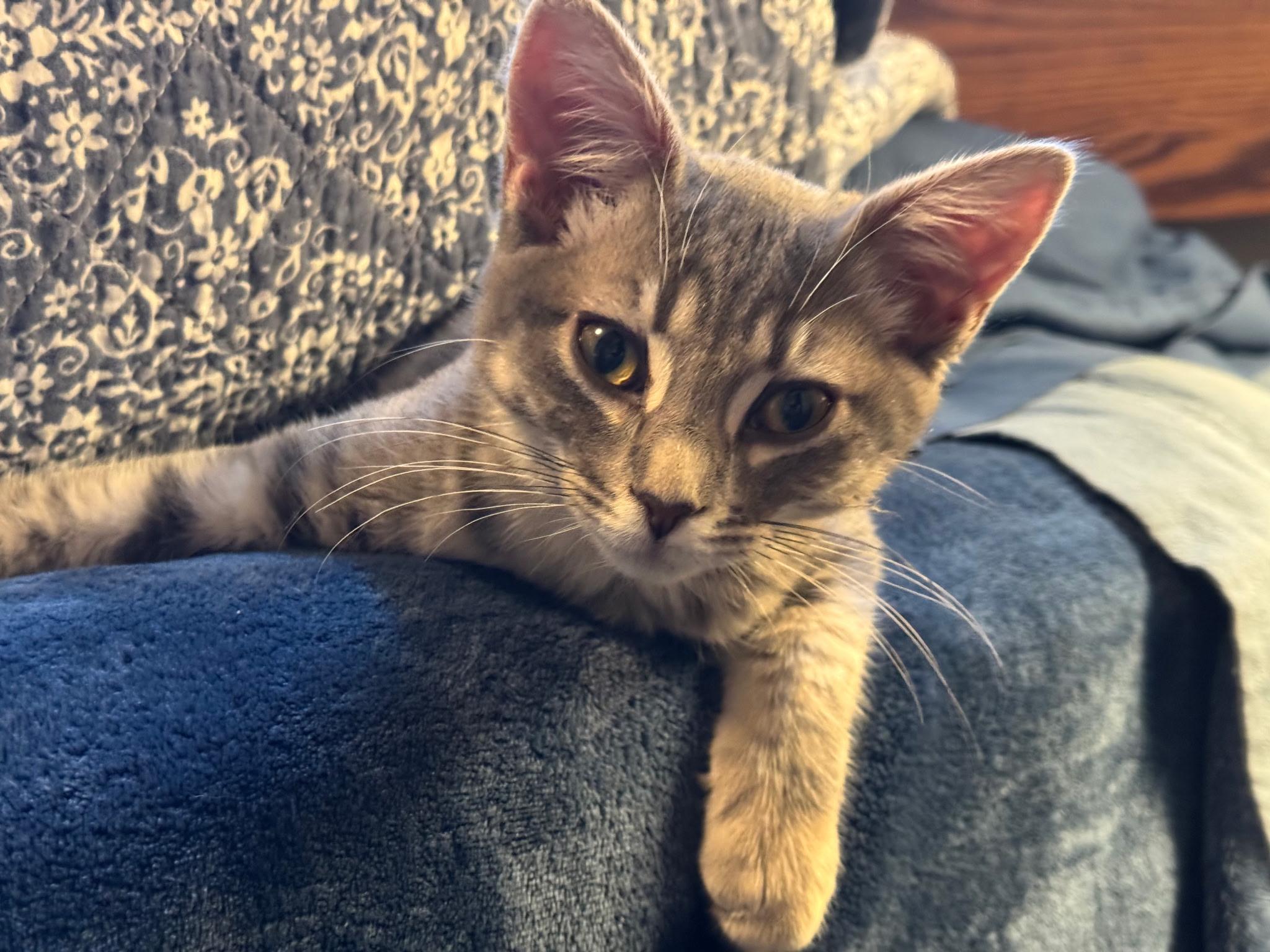 Enlarge Paper, a Adoptable Tabby in Pasco, WA image 3/4